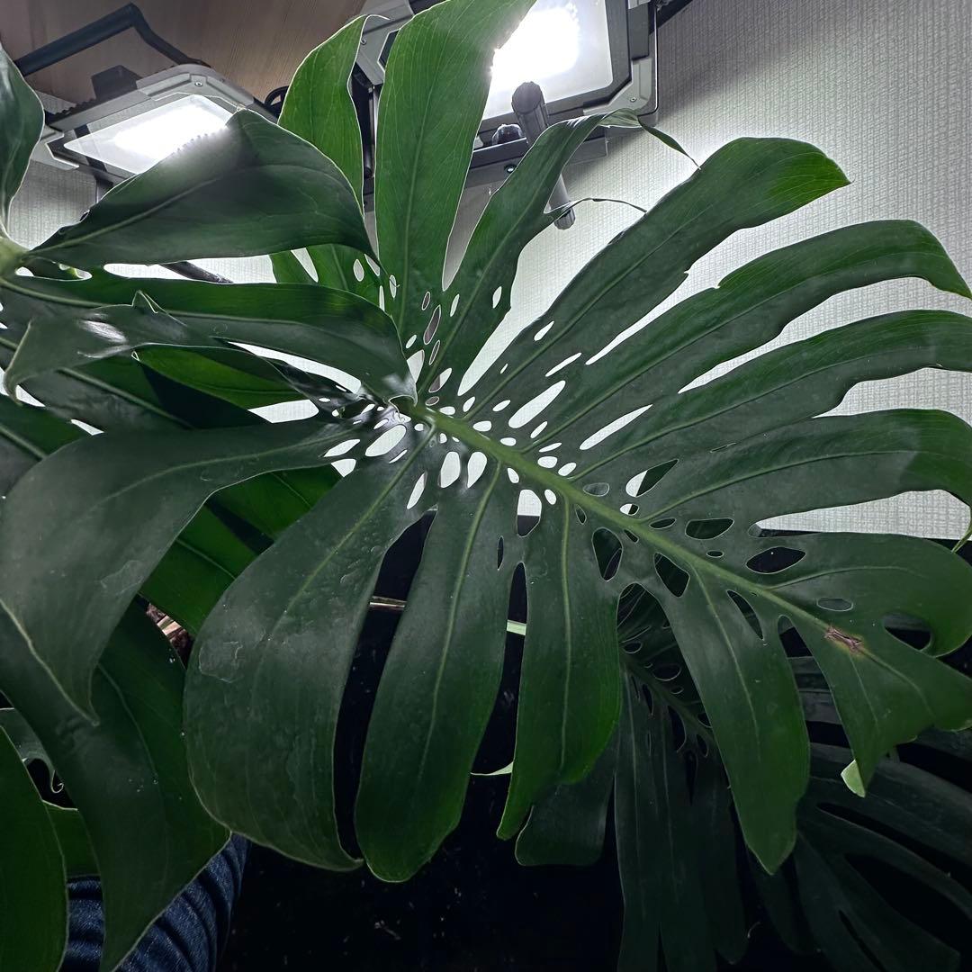 モンステラデリシオーサマクロコズム超希少系統鉢植え84㎝