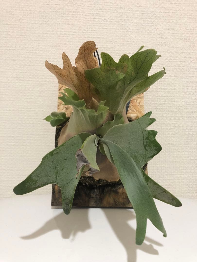 ★ Oceanbeaw★ビカクシダ5点