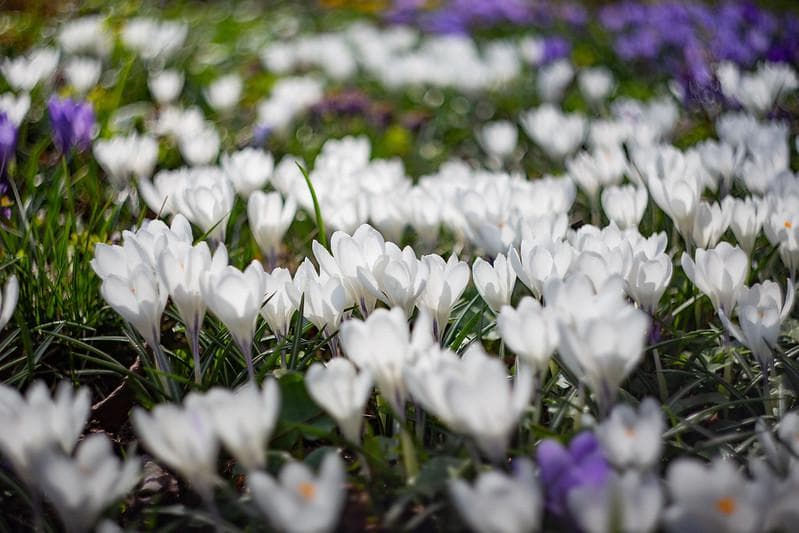 12　未使用　ぐるぐるボケレンズ　ヘリオス　44-2　M42アダプター付