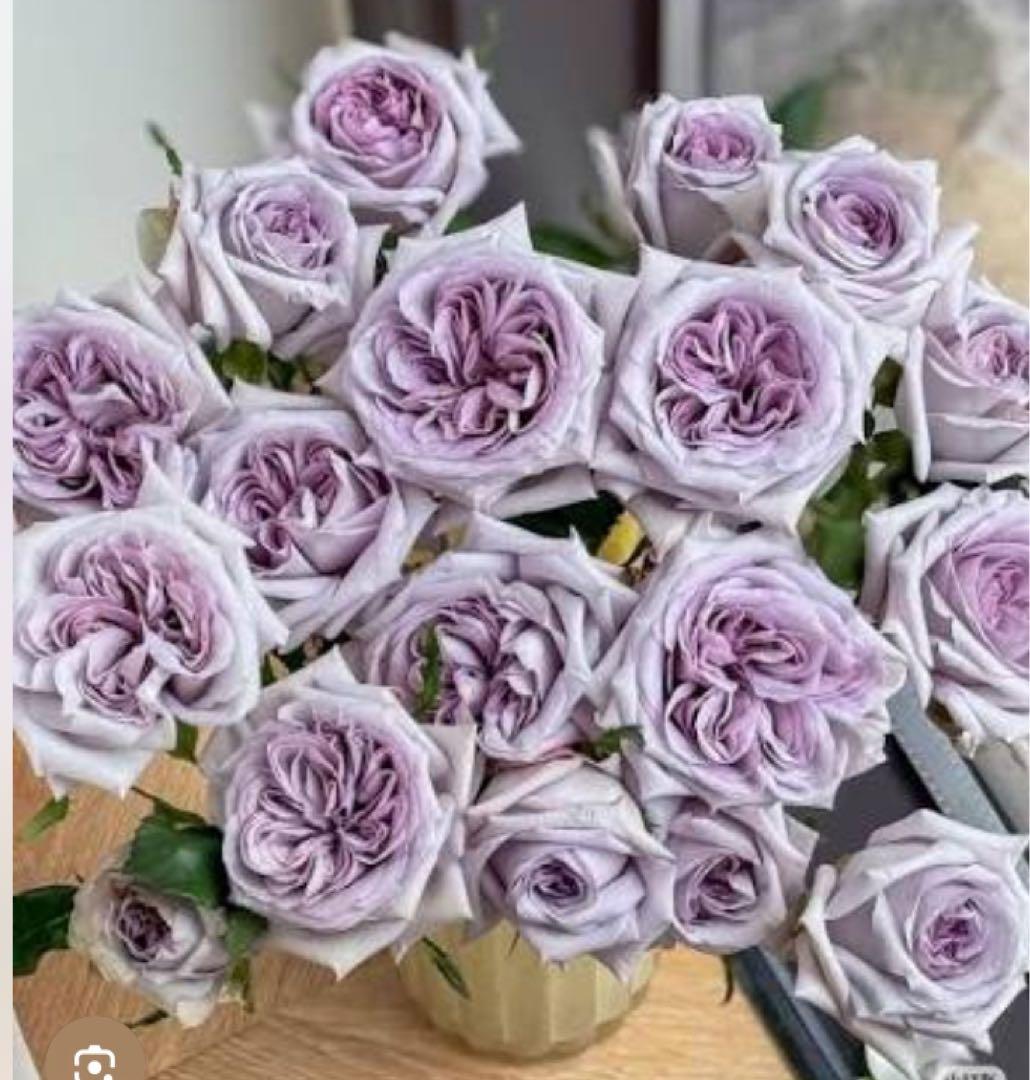 バラ苗　切りバラ苗　Purple ♡hara