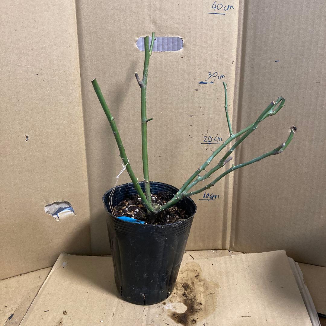 バラ苗　切りバラ苗　Purple ♡hara