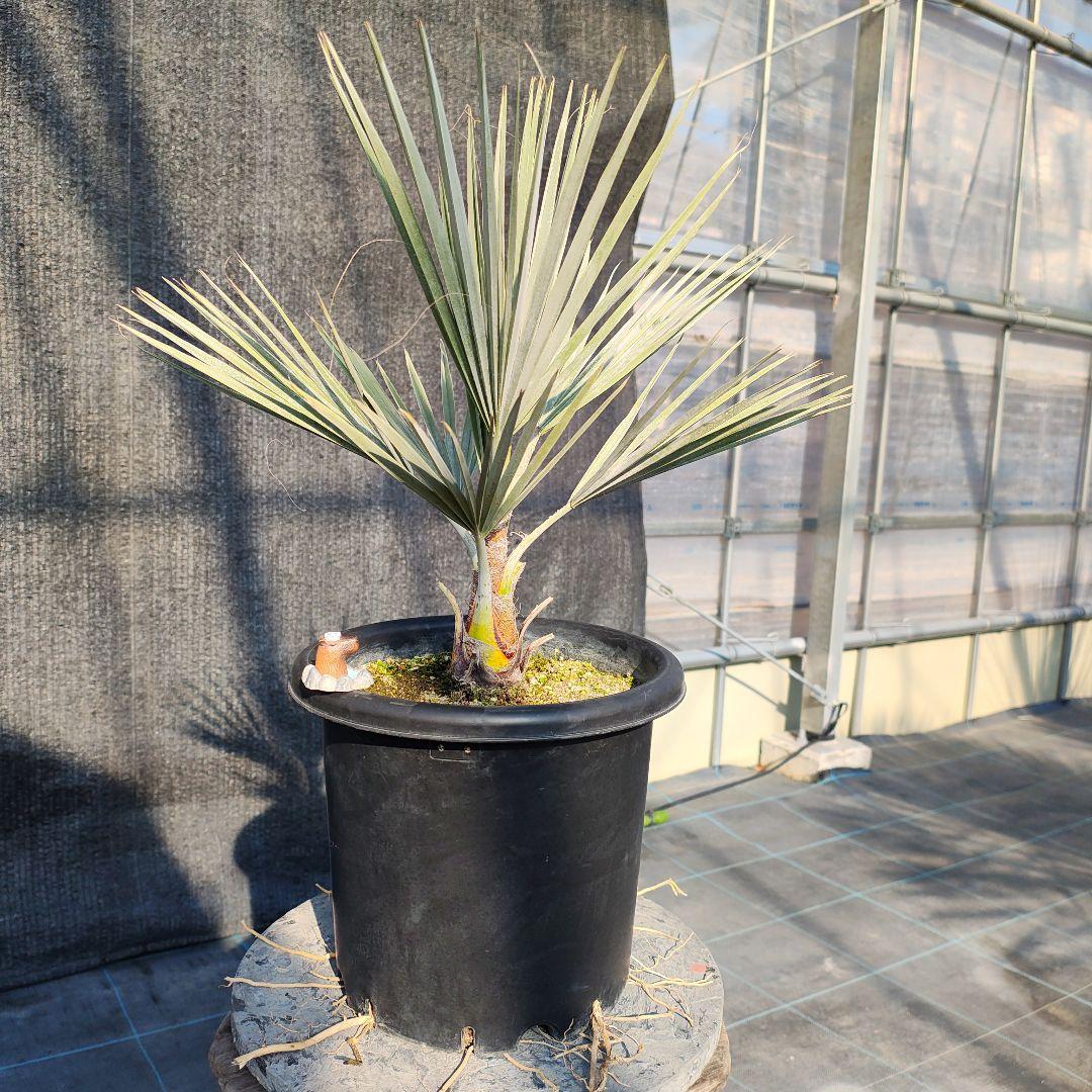 ブラヘア　アルマータ