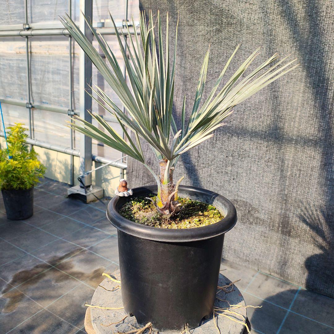 ブラヘア　アルマータ