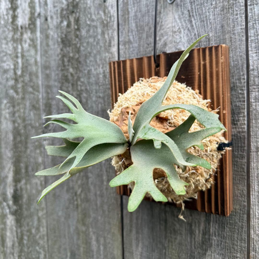 P.willinckii Nano sporeling ビカクシダ