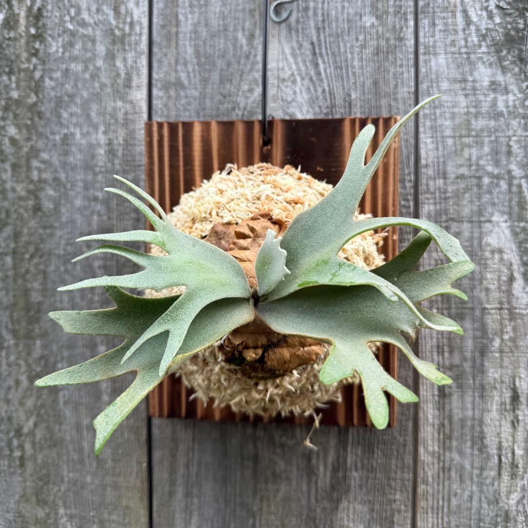 P.willinckii Nano sporeling ビカクシダ