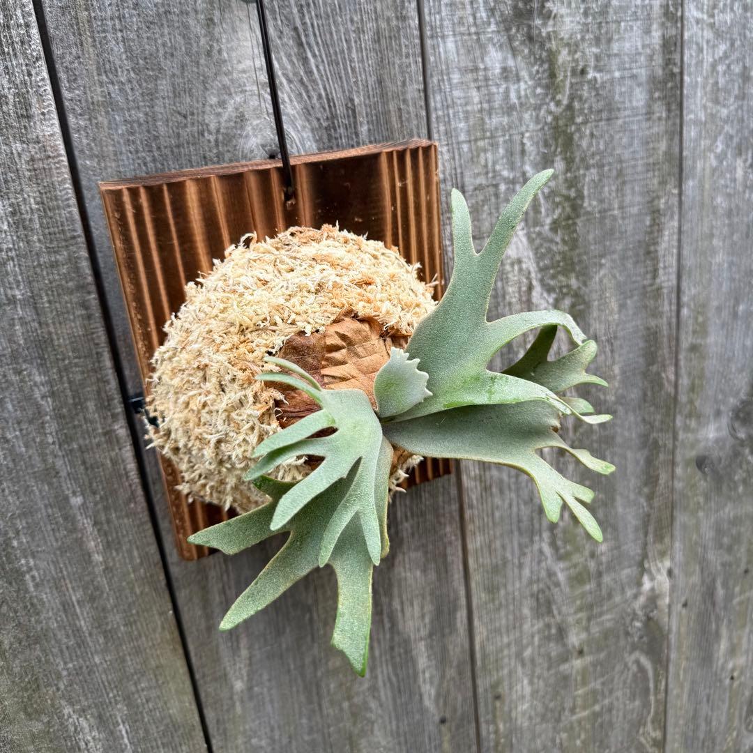 P.willinckii Nano sporeling ビカクシダ