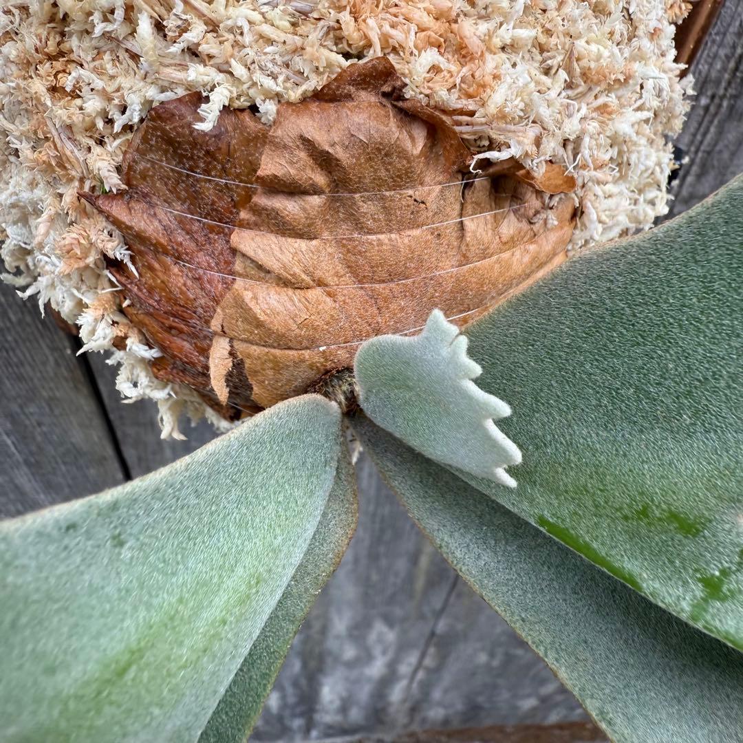 P.willinckii Nano sporeling ビカクシダ