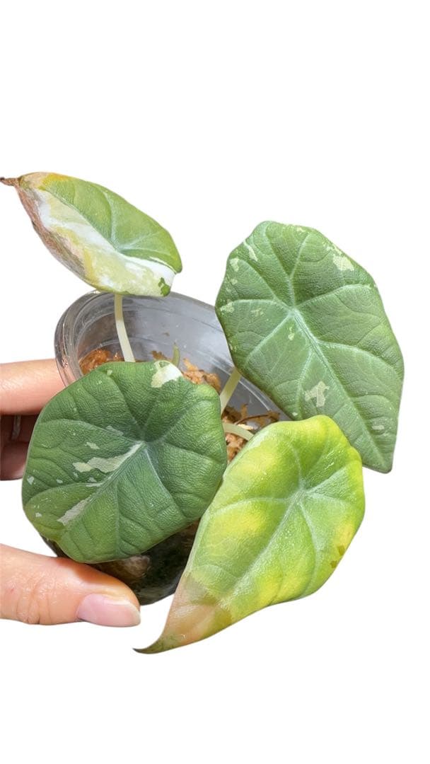 更新　アロカシア　マハラニアルボ　 2株入り 親株写真あり