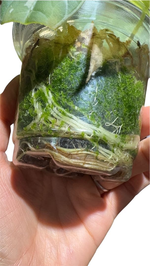 更新　アロカシア　マハラニアルボ　 2株入り 親株写真あり