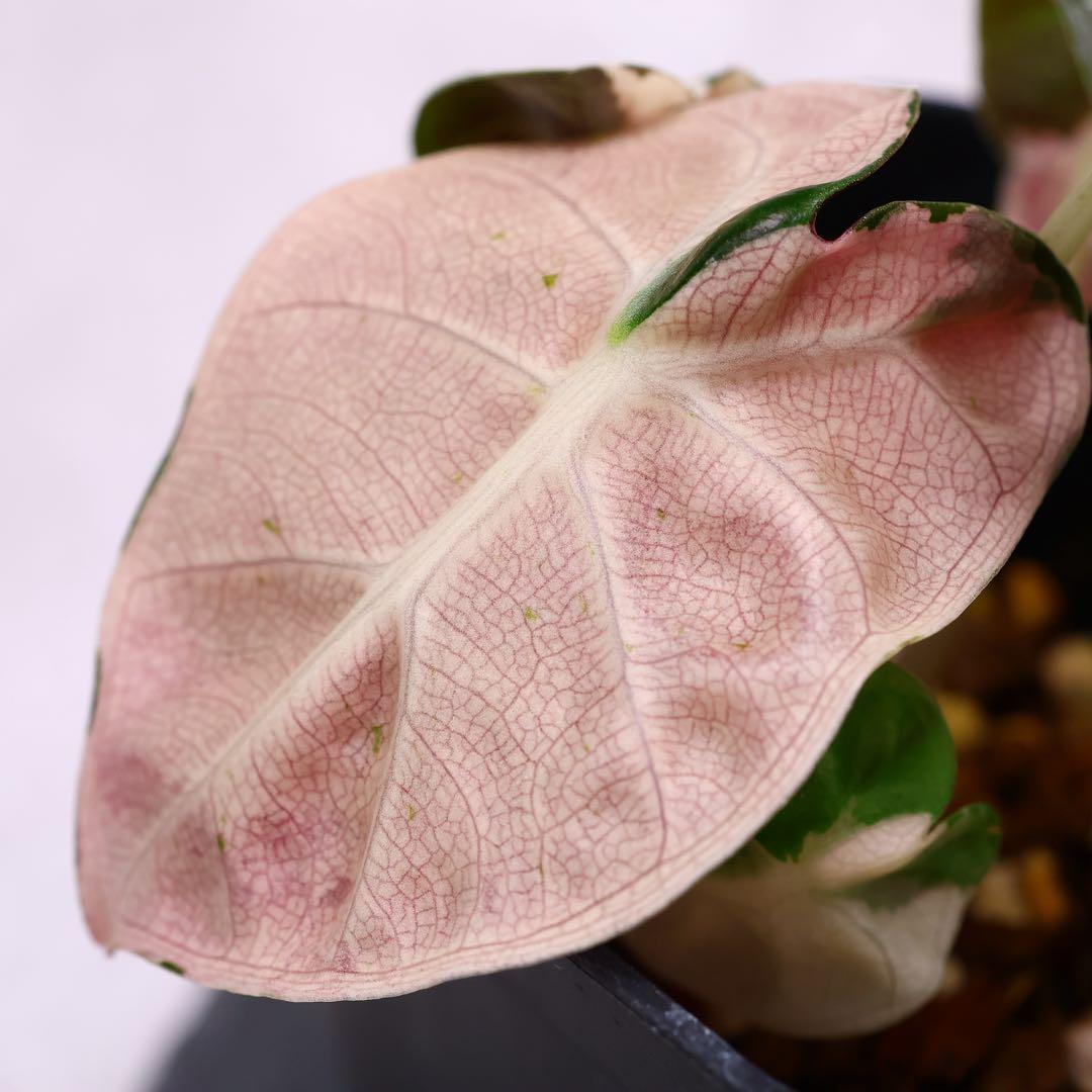アロカシア ハートバルーン ピンク 斑入り