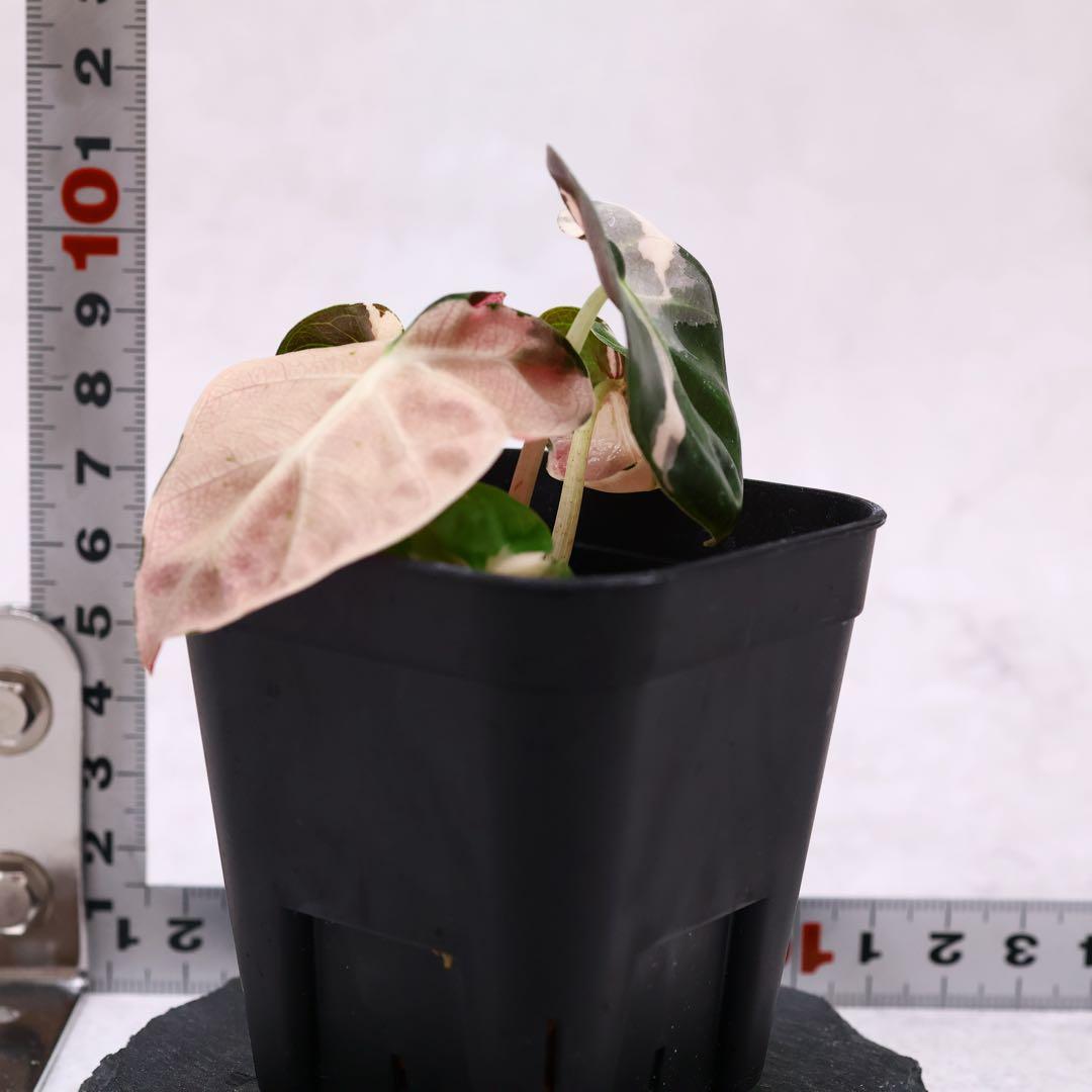 アロカシア ハートバルーン ピンク 斑入り
