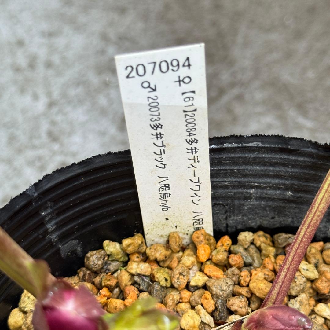 ヒ*イ様 八咫烏交配/加藤農園