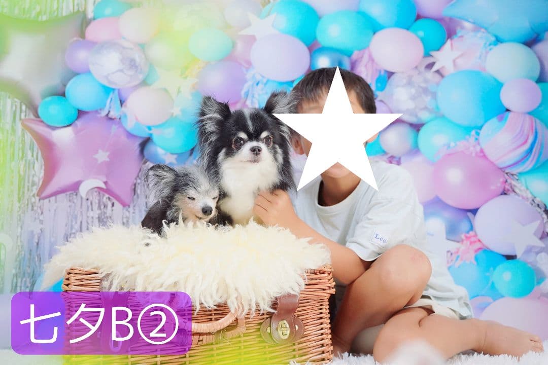 背景布×6+1枚　ペット、サロン撮影用フォトブース　トリミングチョーカー販売中