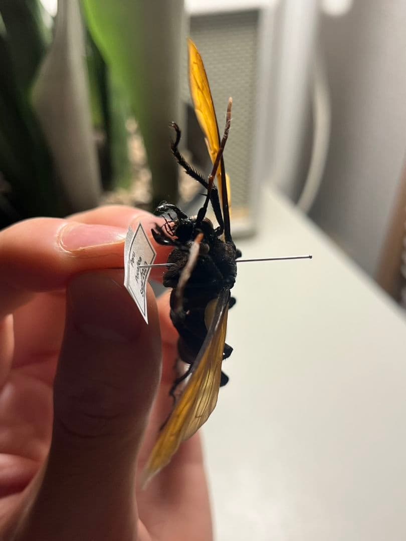 【50mm程】タランチュラホーク バードイータームカデサソリクモハチ標本