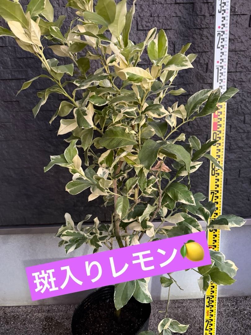 ピンクレモネード 6年生 中型果樹 黒鉢 植木