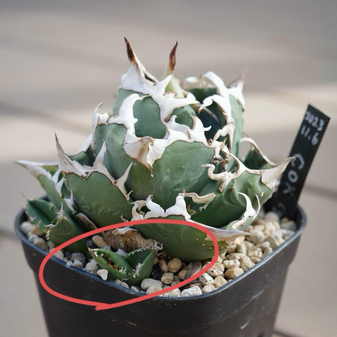 未根済 子株② アガベ COK コック cok-cg01 追星 検）大白鯊 悪魔