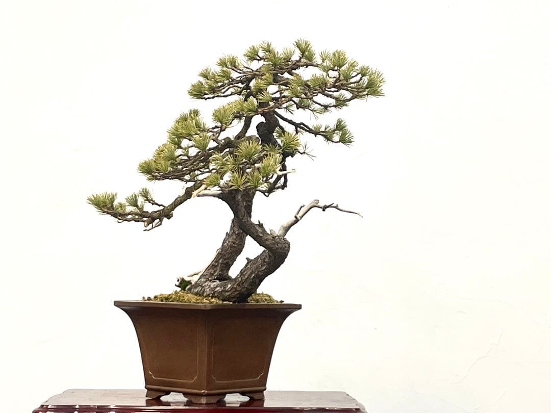 三河盆栽　五葉松　盆栽