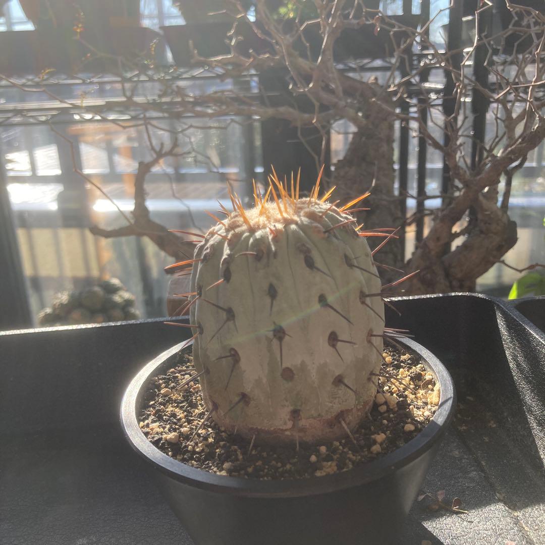 コピアポア　コルムナアルバ