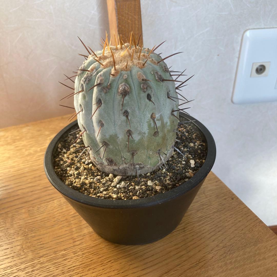 コピアポア　コルムナアルバ