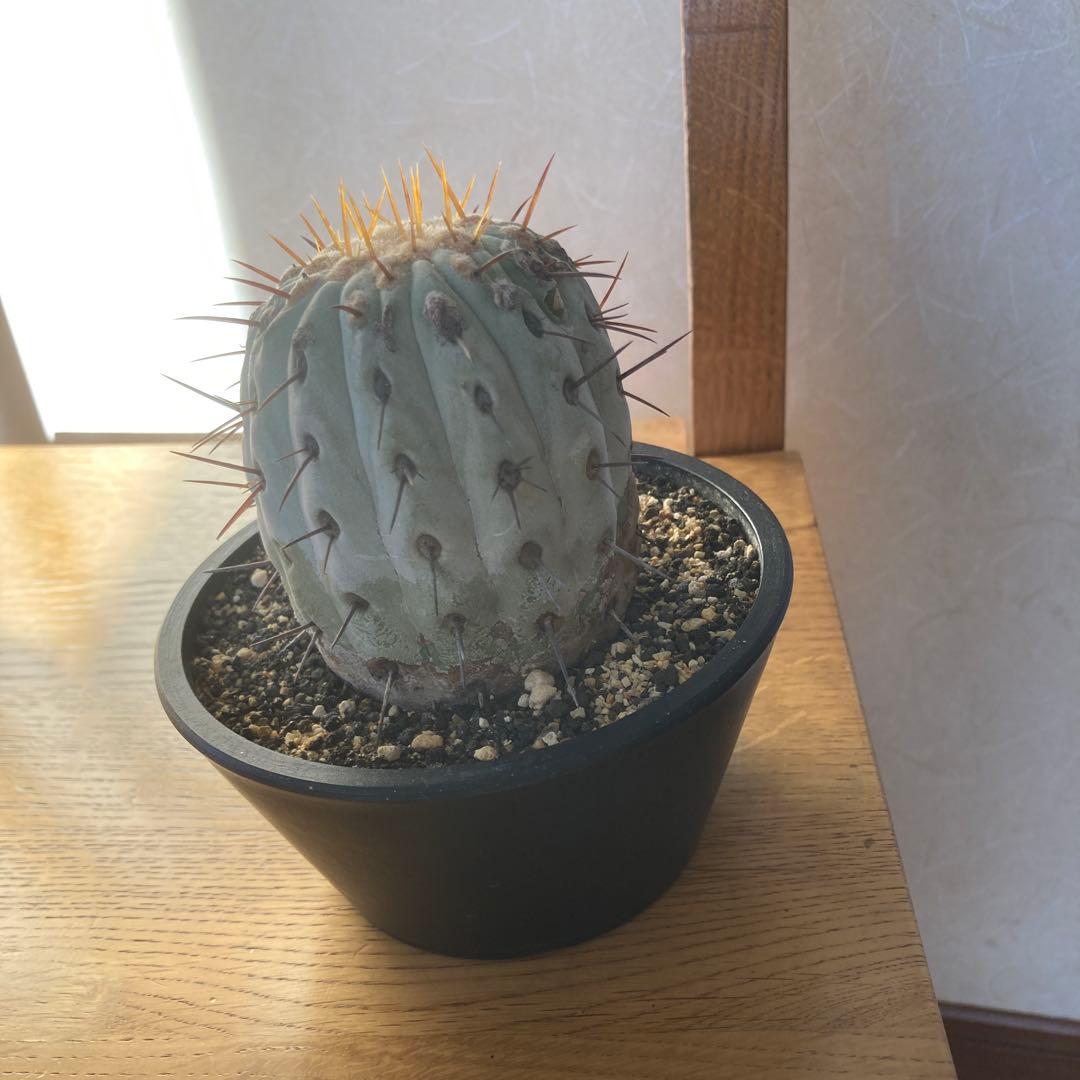 コピアポア　コルムナアルバ