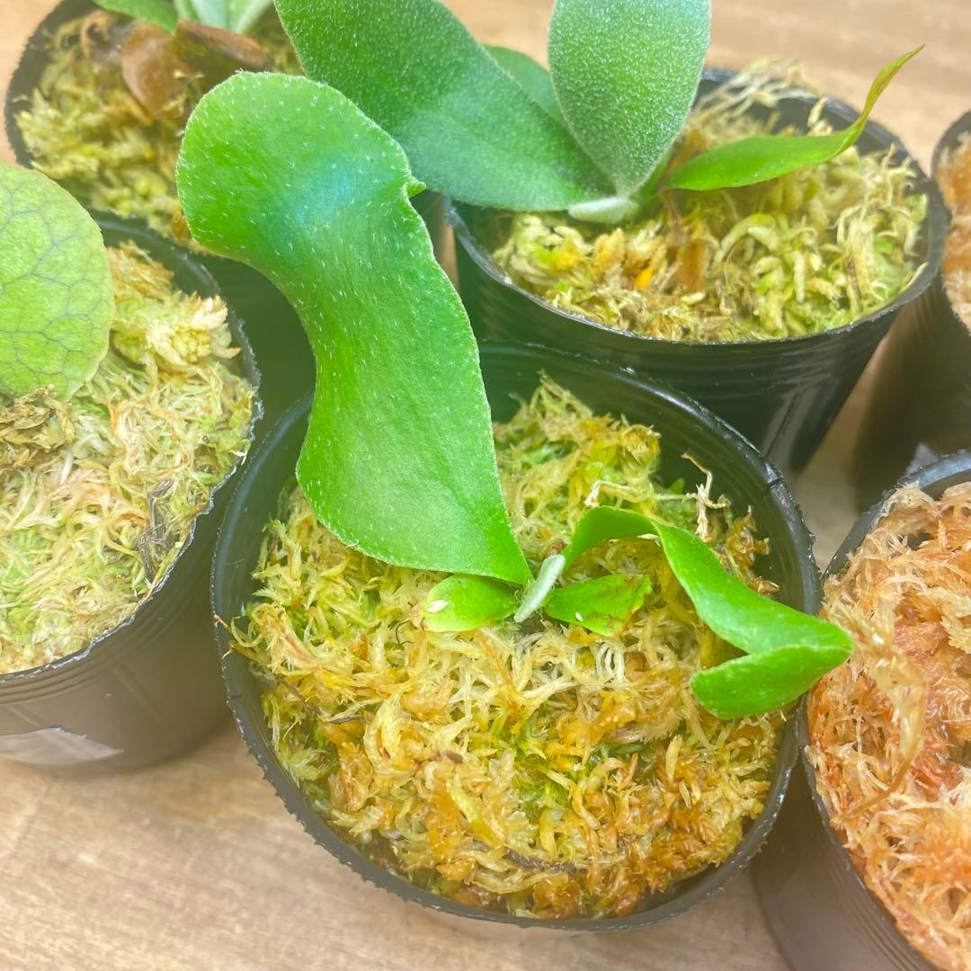 ノアル様　リクエスト