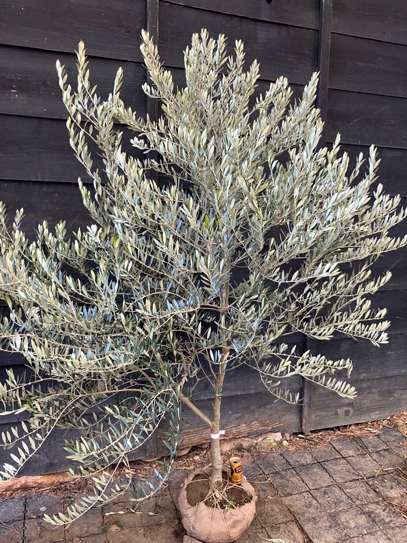 1 希少　オリーブの木　カヨンヌ