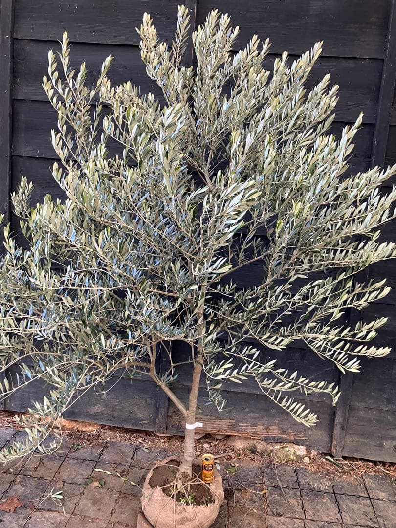 1 希少　オリーブの木　カヨンヌ