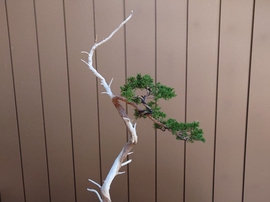 盆栽　糸魚川真柏　樹高73cm