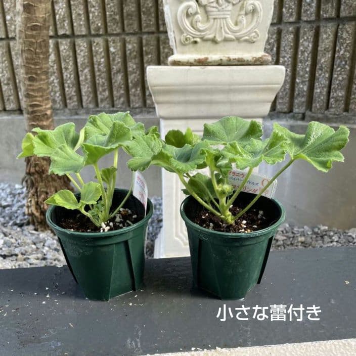 香香 様 ゼラニウム苗 ３品種