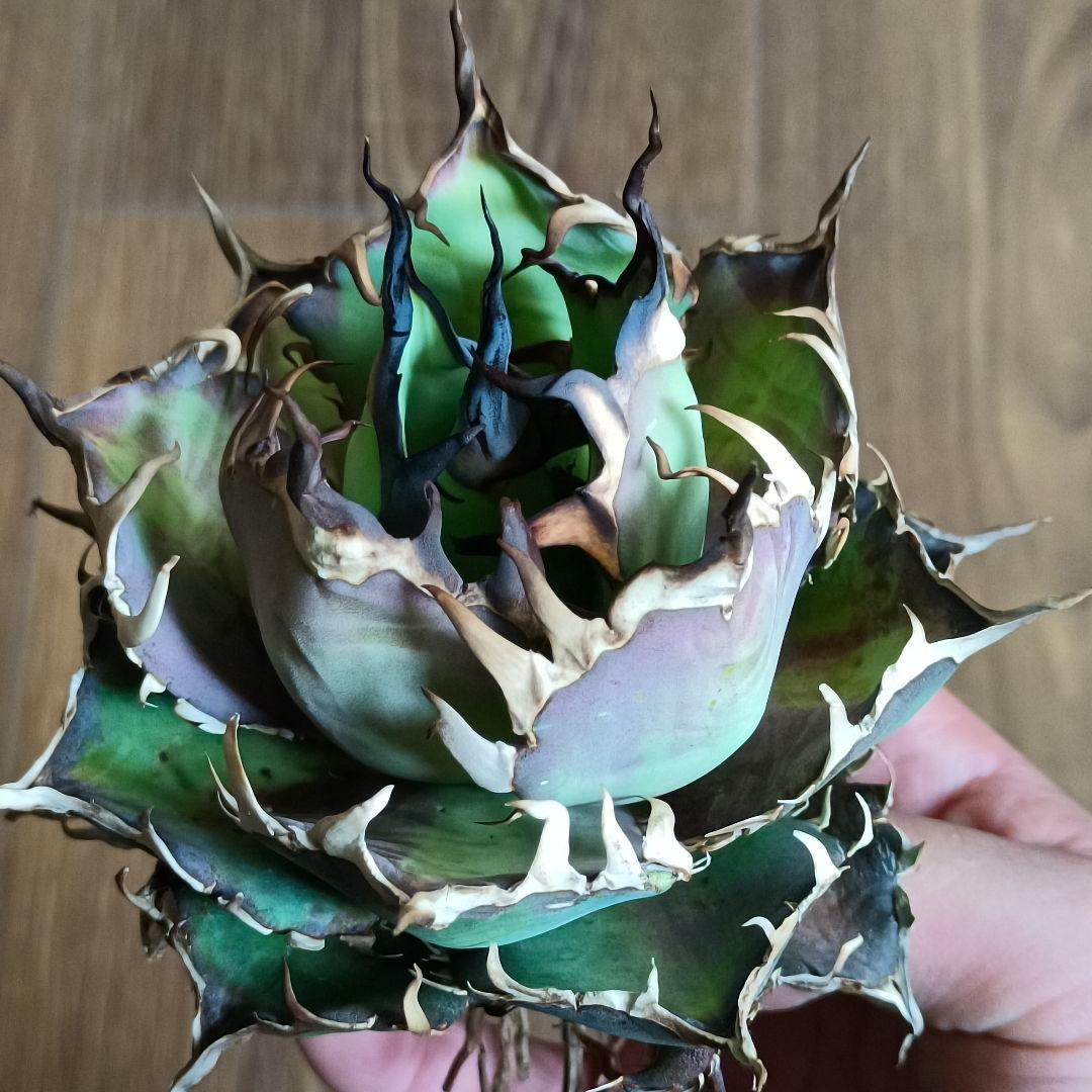 A299 特選アガベ チタノタ Hadesハデス恐竜牙歯陽炎狂棘 極上大株