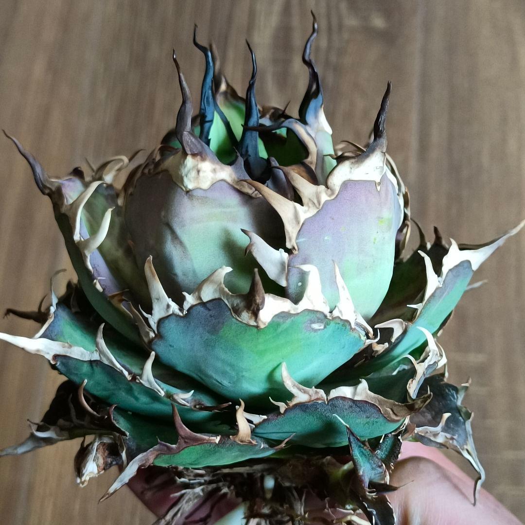 A299 特選アガベ チタノタ Hadesハデス恐竜牙歯陽炎狂棘 極上大株