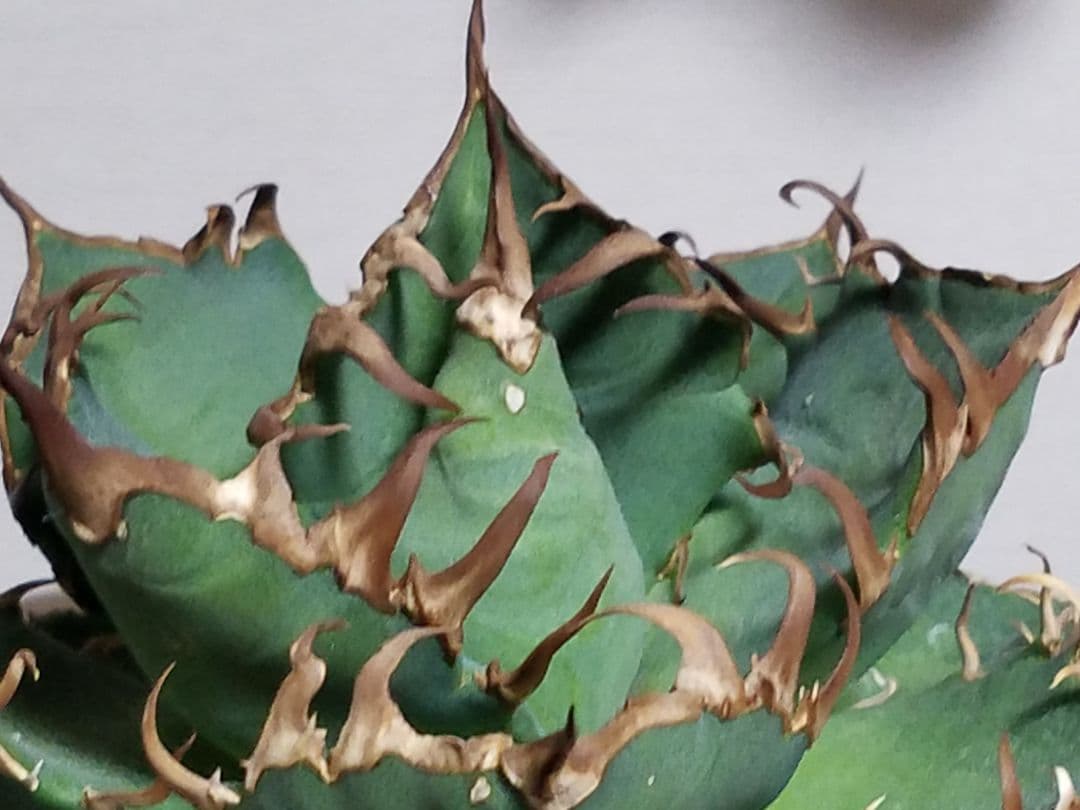 アガベ チタノタ シーザー ドワーフ 子株付 OC株 オアハカ オテロイ 白鯨