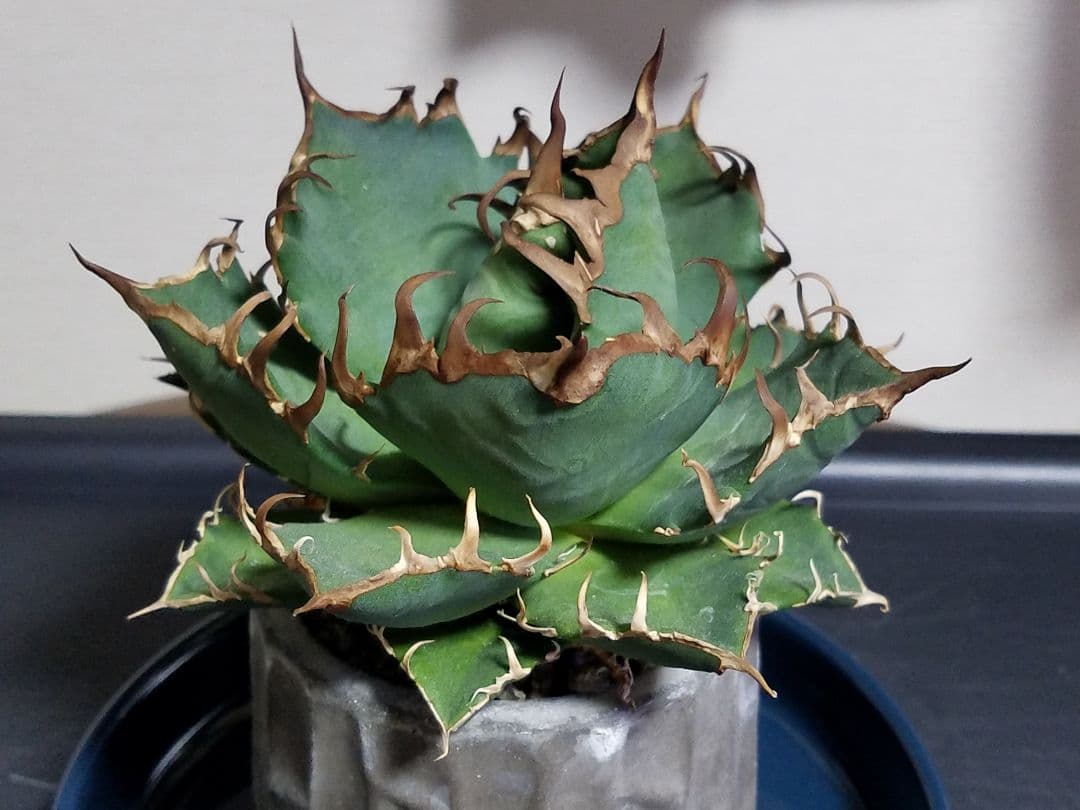 アガベ チタノタ シーザー ドワーフ 子株付 OC株 オアハカ オテロイ 白鯨