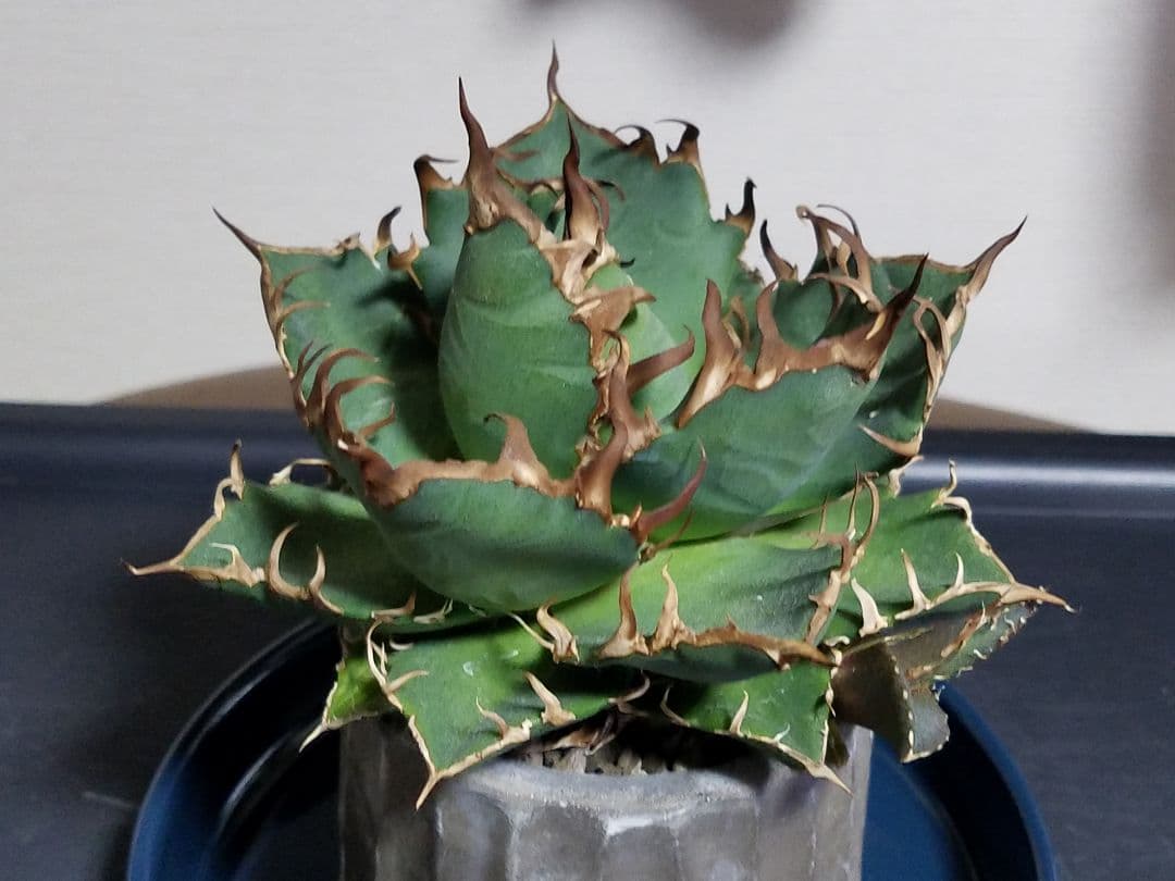 アガベ チタノタ シーザー ドワーフ 子株付 OC株 オアハカ オテロイ 白鯨