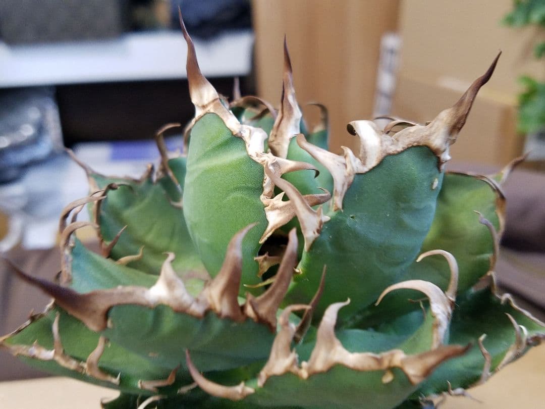 アガベ チタノタ シーザー ドワーフ 子株付 OC株 オアハカ オテロイ 白鯨