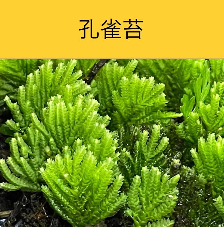 苔の種類　日替わり豪華コケ弁当