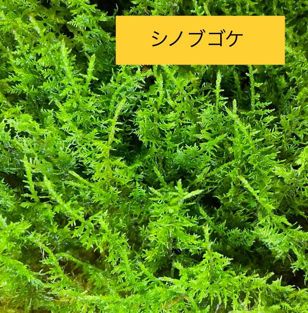 苔の種類　日替わり豪華コケ弁当