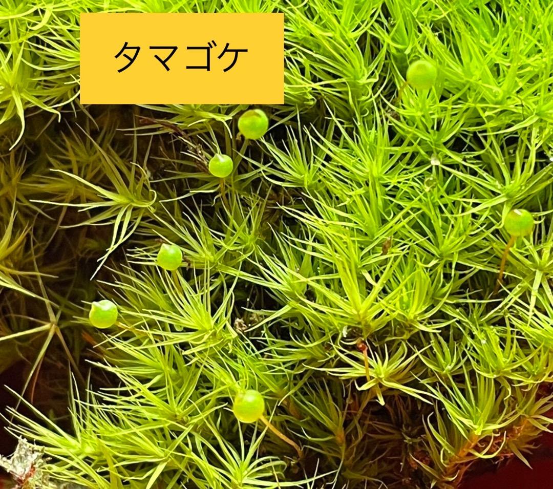 苔の種類　日替わり豪華コケ弁当