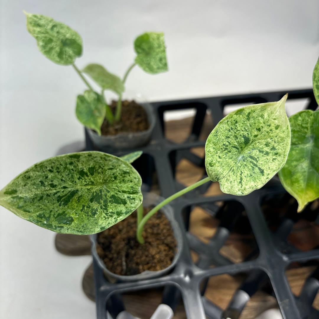 壱*）様 5株セットms122アロカシア・ドラゴンスケール・ミント・バリエガータ