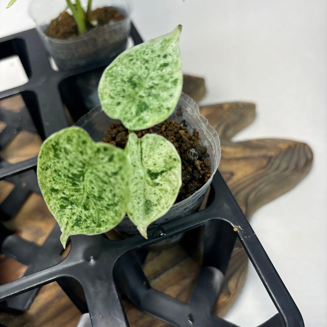 壱*）様 5株セットms122アロカシア・ドラゴンスケール・ミント・バリエガータ