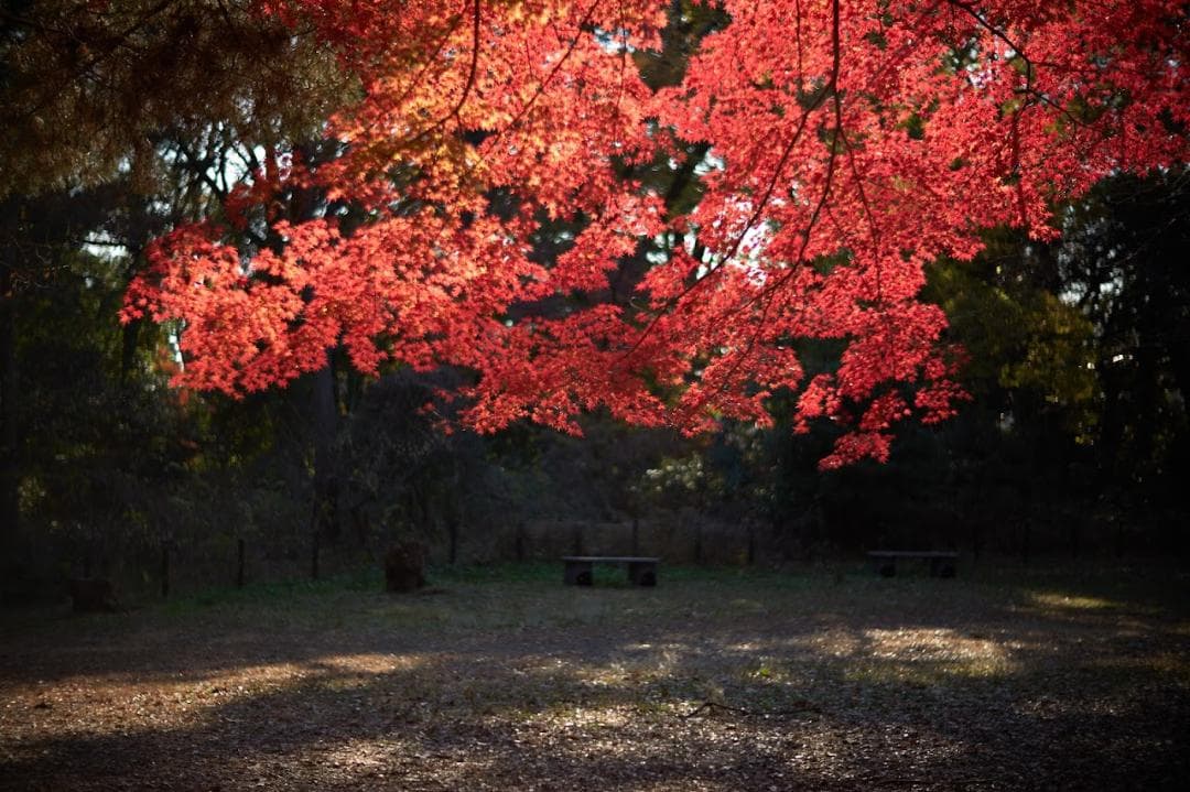 ライカ LEICA NOCTILUX-M 1:1.2/50 ASPH.