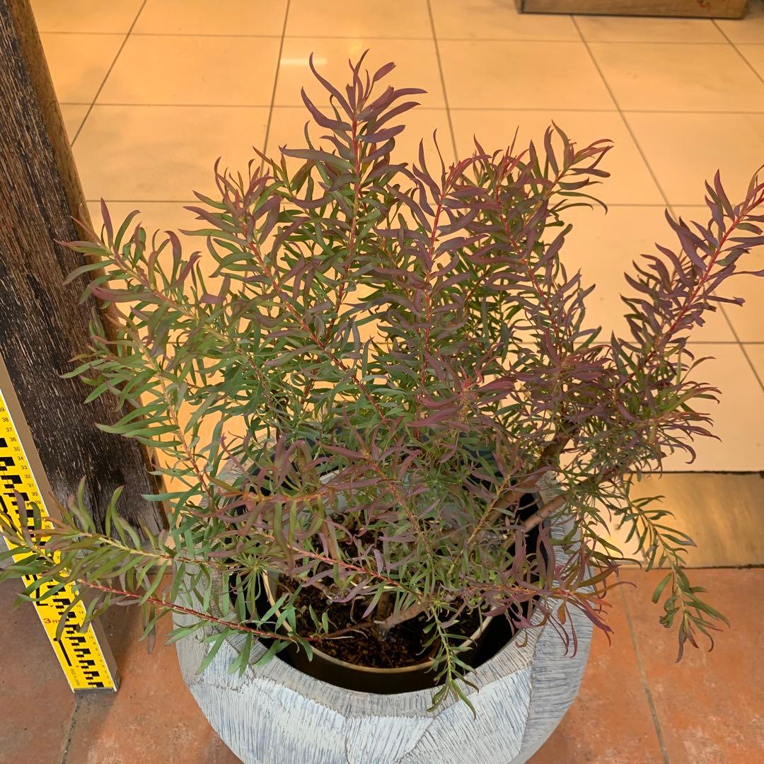 リューカデンドロン ジプシーレッド ファイバー鉢