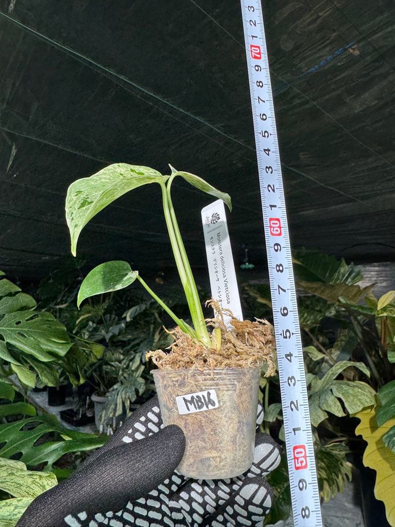 MB16モンステラ　デリシオーサ　ベトシオーサ　2寸ポリポット　ネコポス発送