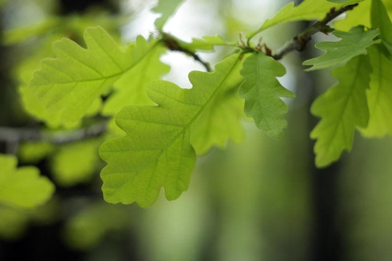 39　未使用　ぐるぐるボケレンズ　ヘリオス　44-2　M42アダプター付