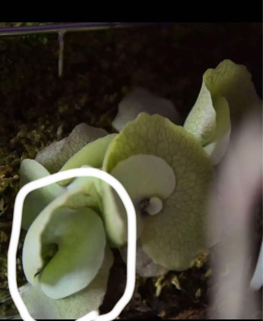 セール❗️ yello moon × celso tatuta dwarf pup