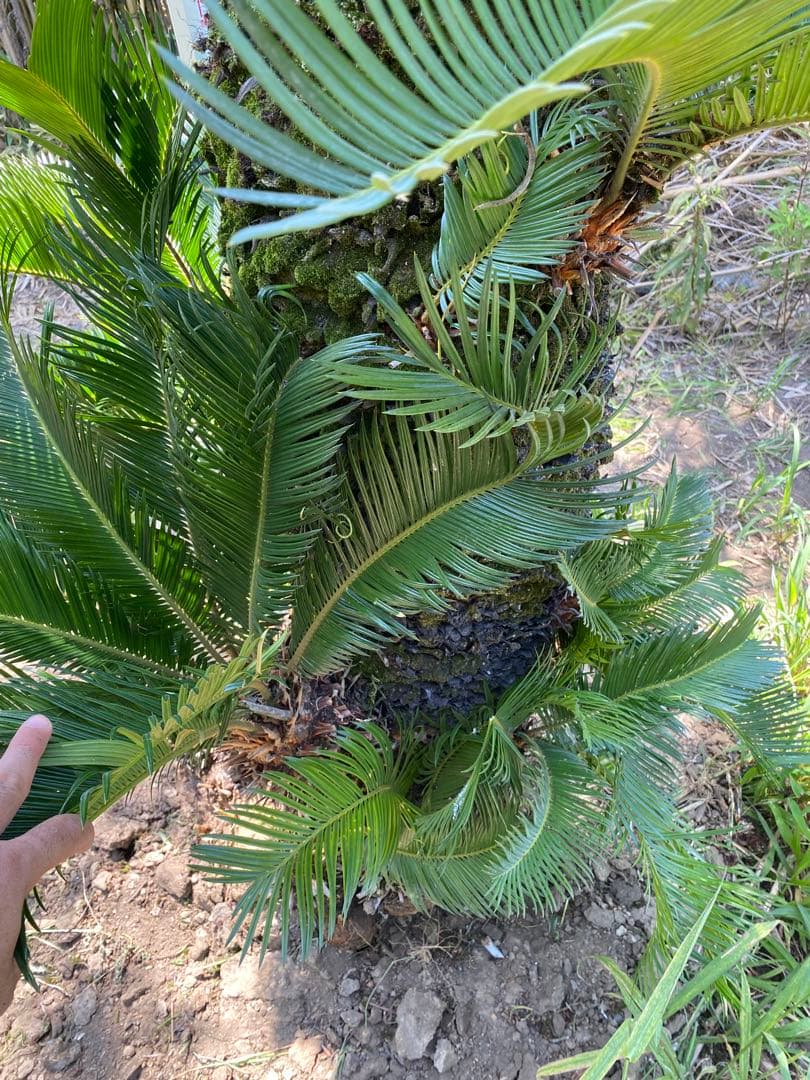 kanatada42。ソテツ 幹高1900の蘇轍　引き取り限定販売