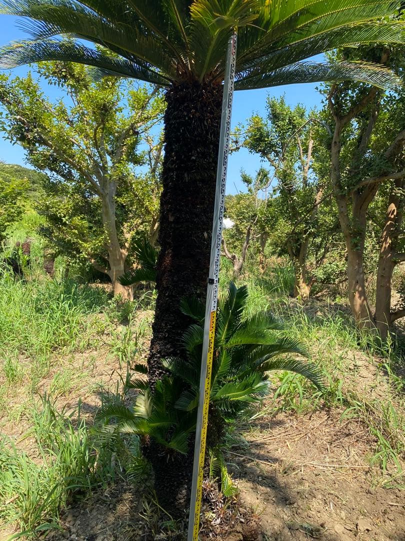 kanatada42。ソテツ 幹高1900の蘇轍　引き取り限定販売