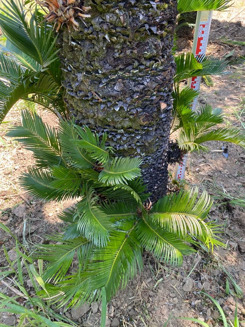 kanatada42。ソテツ 幹高1900の蘇轍　引き取り限定販売