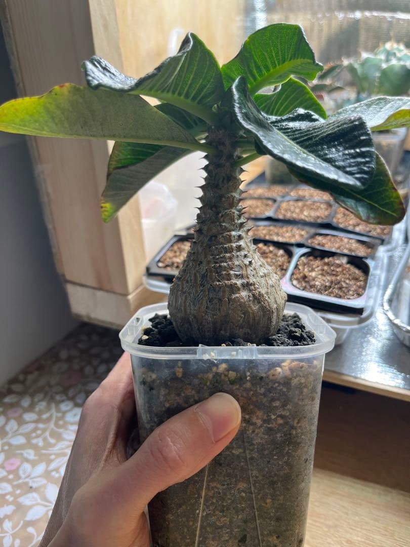 早い者勝ち 超極太 国内実生 ウィンゾリー パキポディウムウィンゾリー 鉢ごと