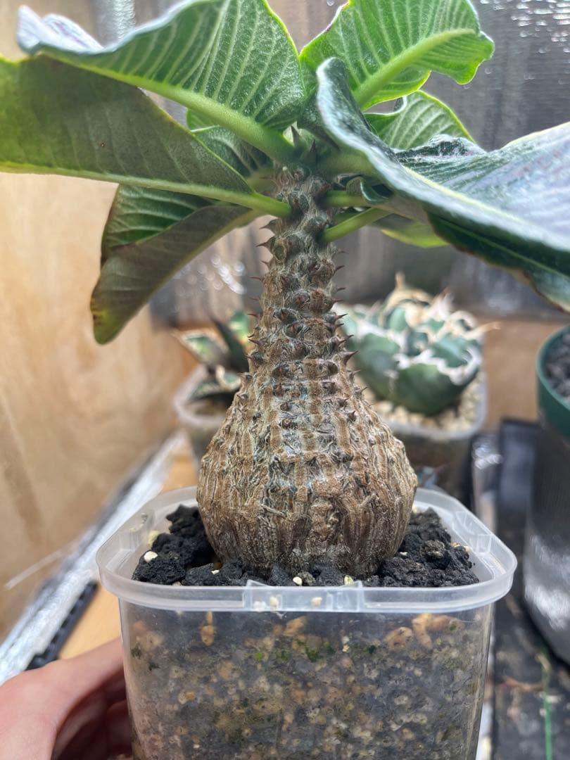 早い者勝ち 超極太 国内実生 ウィンゾリー パキポディウムウィンゾリー 鉢ごと